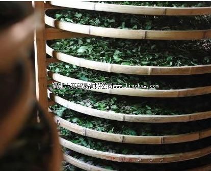 ʲô�ǲ�Ҷ���ͣ�