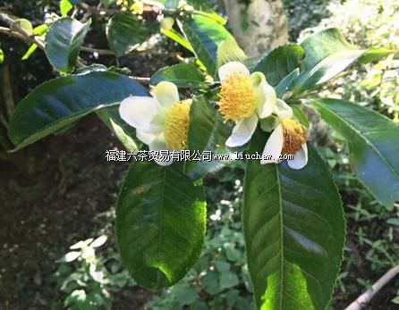 һ���ն��裬ʤ���ټ�ҩ��