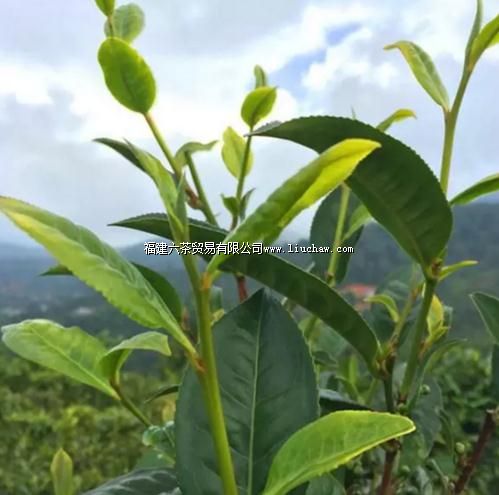 乌龙茶的品种包括哪些?