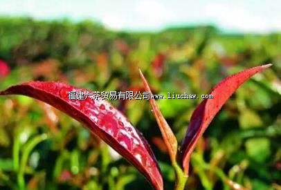 【细辨】普洱茶中的紫芽、紫茶、紫鹃 【细辨】普洱茶中的紫芽、紫茶、紫鹃