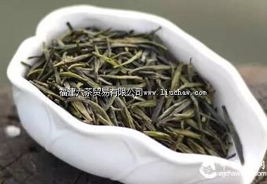 【寻茶记】银针中的“金镶玉 ” 你可认识?