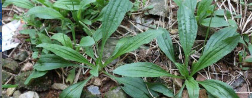 车前草荷叶茶的功效与作用 车前草荷叶茶的功效与作用