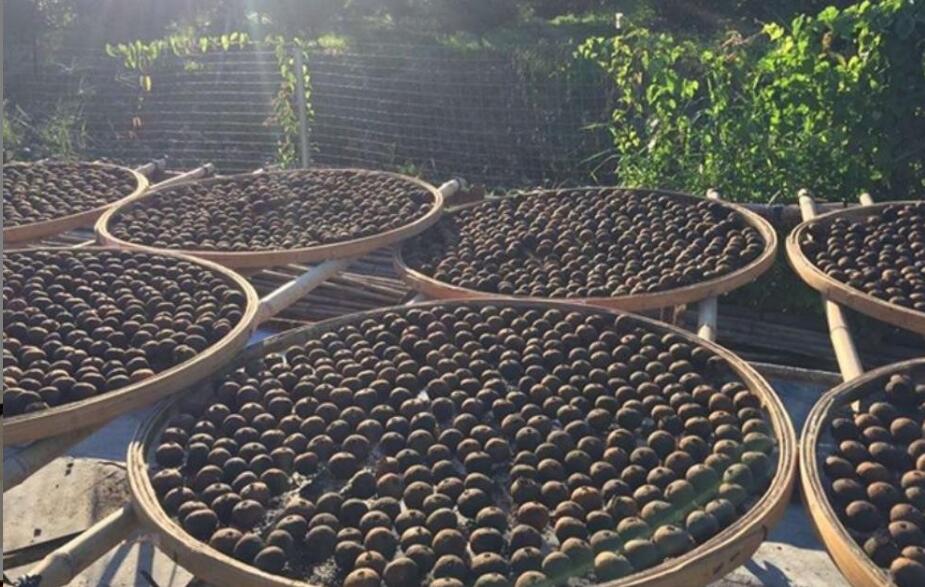 陈皮和普洱茶一起泡水的功效与作用 陈皮和普洱茶一起泡水的功效与作用