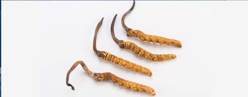 虫草茶适合什么人群喝 虫草茶适合什么人群喝