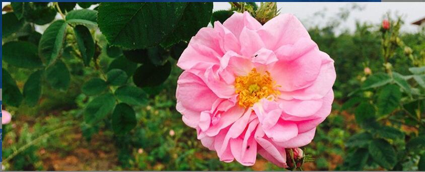 ����ʿ��õ�廨�蹦Ч