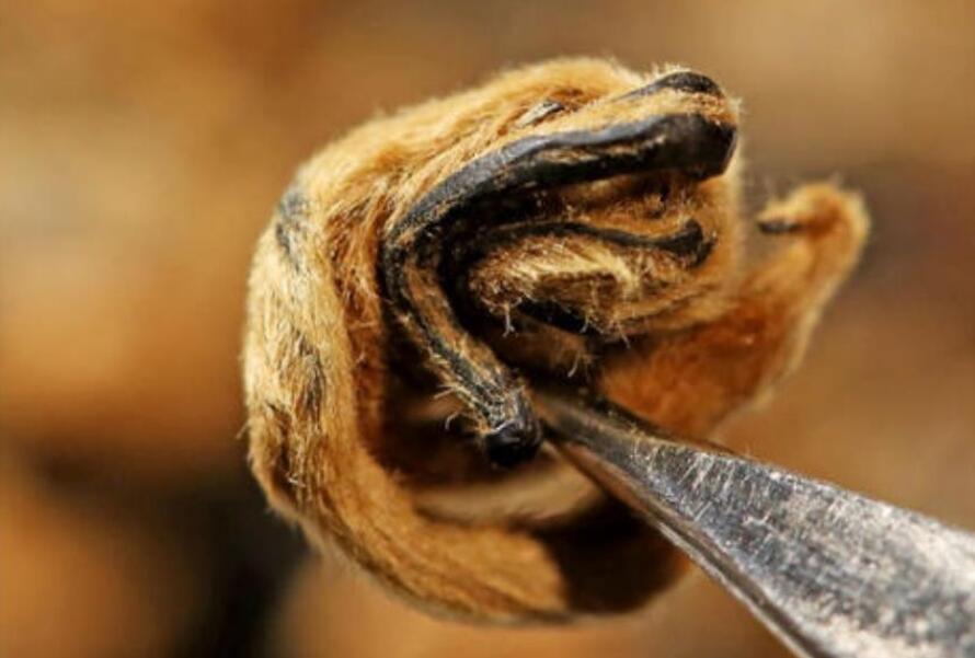 滇红金螺茶的功效与作用 滇红金螺茶的功效与作用