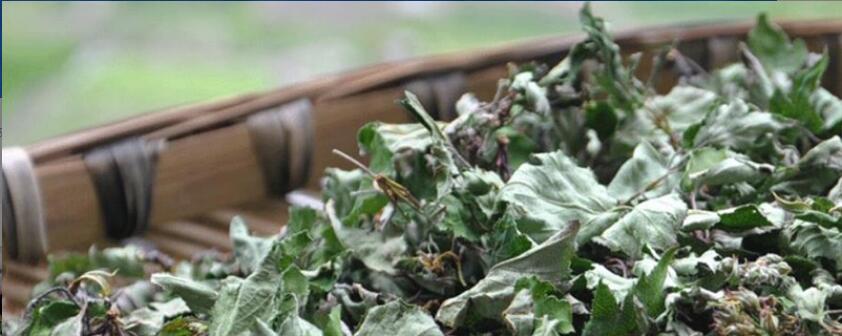 俄色茶的功效及禁忌 俄色茶的功效及禁忌