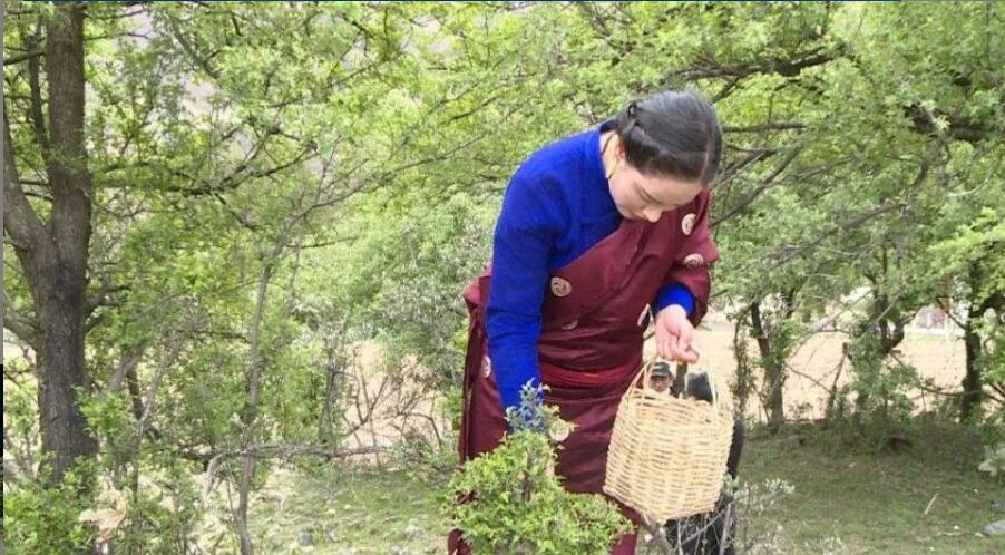 俄色茶的功效及禁忌 俄色茶的功效及禁忌