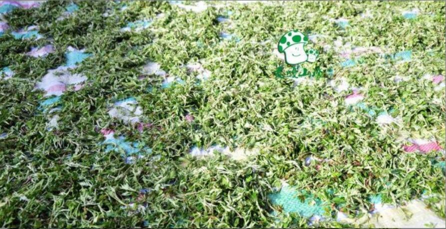 ��ɫ����ʲô��Ч