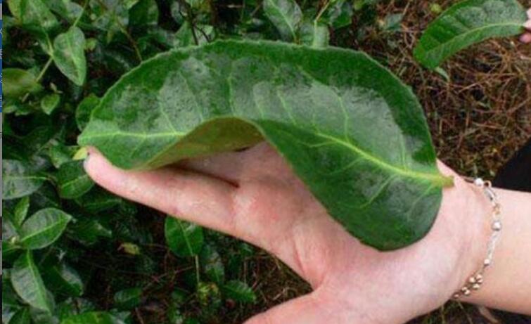 ���ֲ�Ĺ�Ч�����