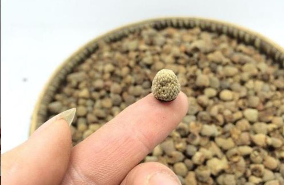 覆盆子茶的作用与功效是什么 覆盆子茶的作用与功效是什么