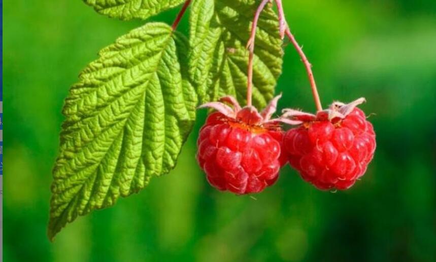 覆盆子泡茶的功效与作用 覆盆子泡茶的功效与作用
