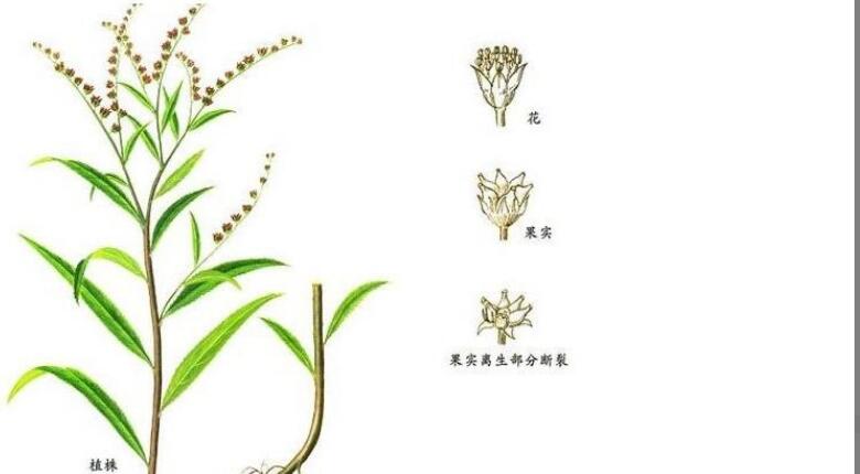 赶黄草茶的功效与作用 赶黄草茶的功效与作用