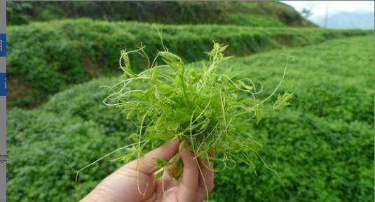 ���໨�ݲ�Ĺ�Ч�����ã�Ůʿ���������ȫ