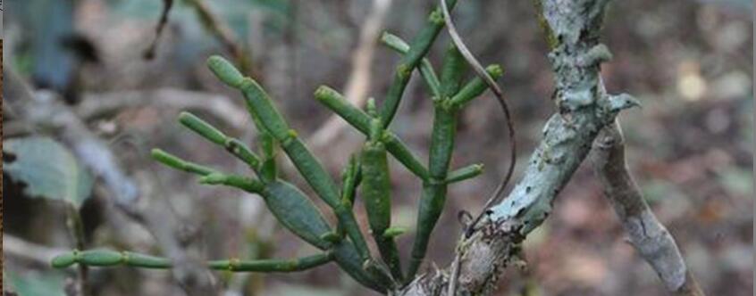 古茶树螃蟹脚的功效与作用 古茶树螃蟹脚的功效与作用