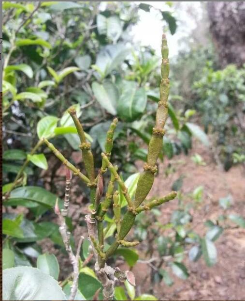 古茶树螃蟹脚的功效与作用 古茶树螃蟹脚的功效与作用