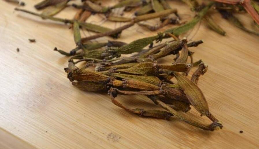 古茶树螃蟹脚的功效与作用 古茶树螃蟹脚的功效与作用