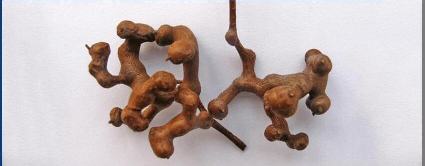 拐枣怎么泡茶 拐枣怎么泡茶