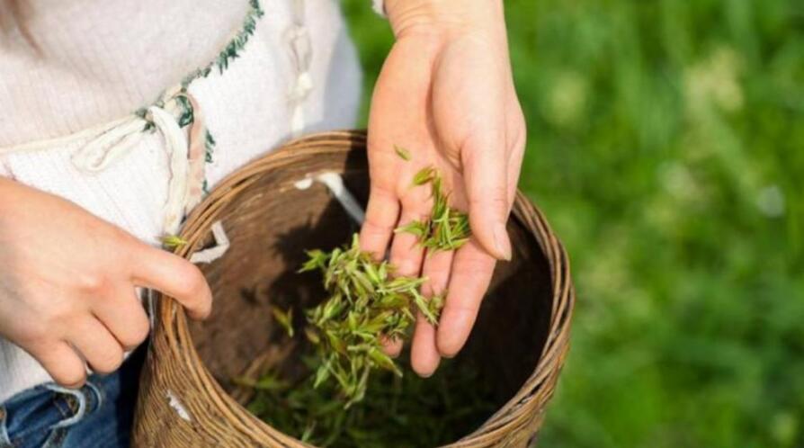 贵州小叶苦丁茶的功效与作用 贵州小叶苦丁茶的功效与作用