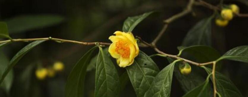 黄金花茶的功效与作用 黄金花茶的功效与作用