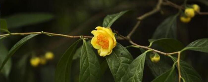 �ƽ𻨲�Ĺ�Ч������