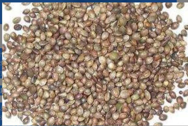 �����ʲ�Ĺ�Ч������ �����ʲ�ĸ�����