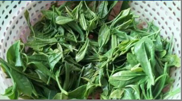 ��������Ҷ��Ч������