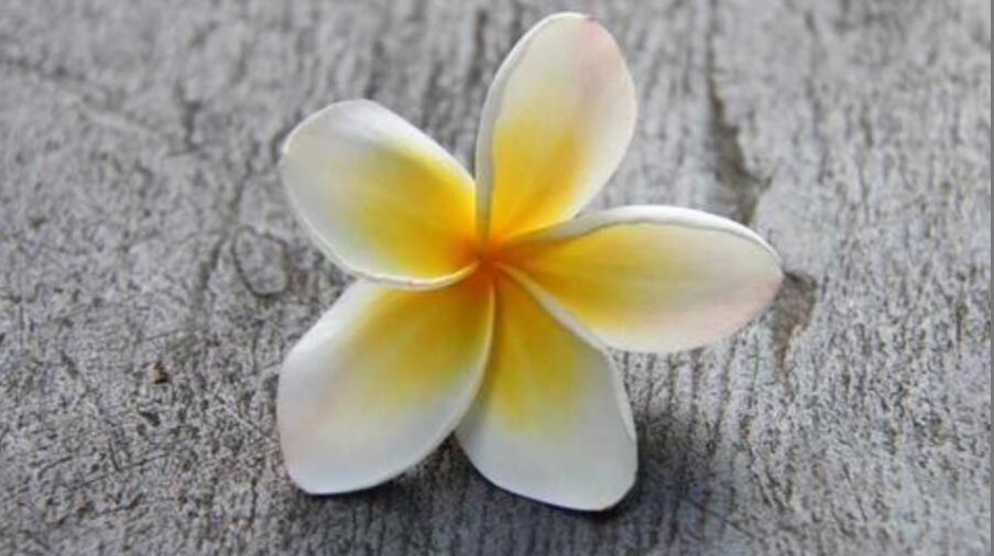 鸡蛋花茶的功效 鸡蛋花茶的功效