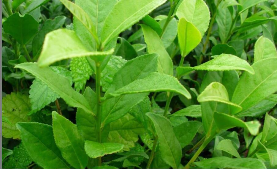 金观音茶的功效与作用 金观音茶的功效与作用