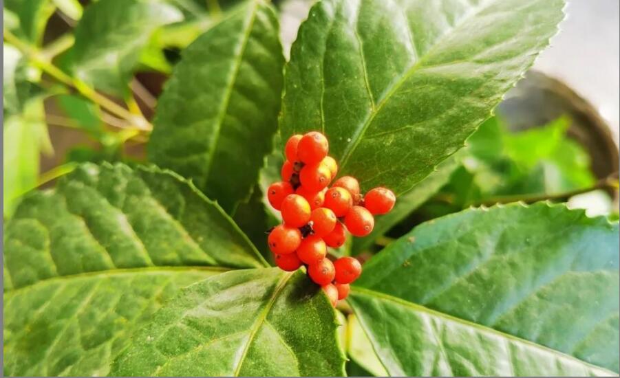 �Žڲ�Ĺ�Ч�����ý���