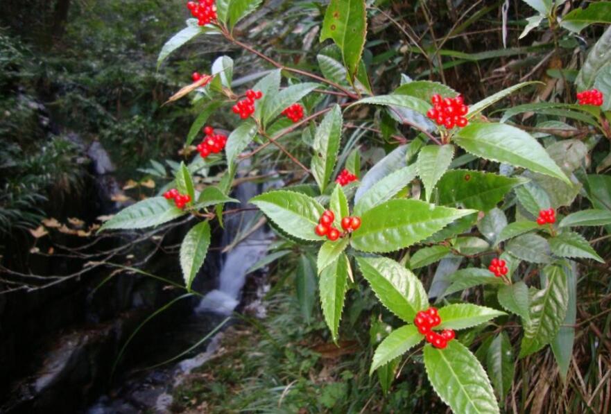 �Žڲ�Ĺ�Ч�����ý���