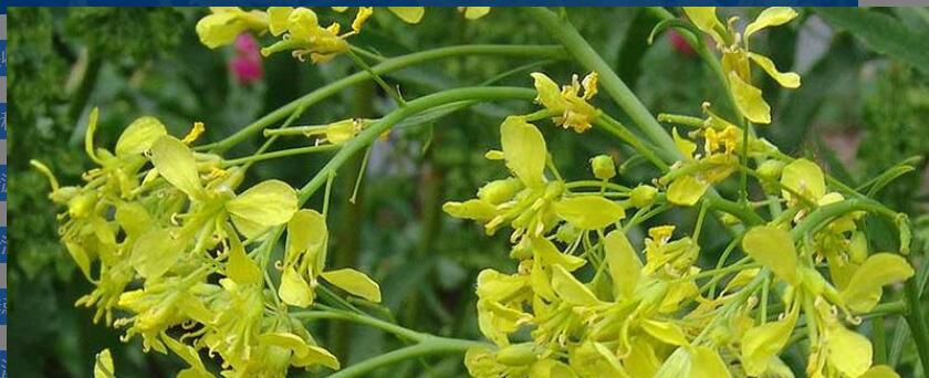 ���Ĺ�Ч������