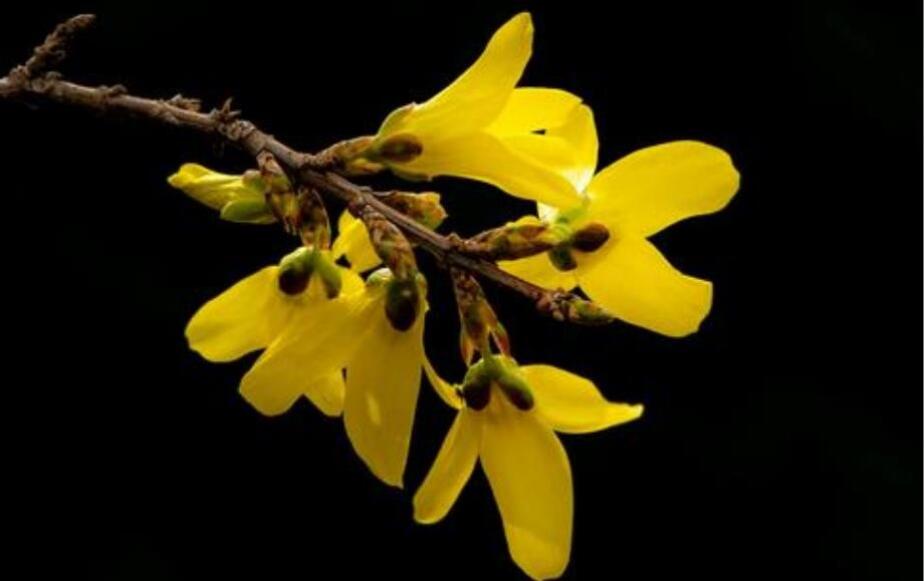 连翘花泡水喝的功效与作用 连翘花泡水喝的功效与作用