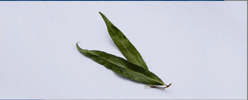 ����Ҷ��ˮ��ʲô��Ч