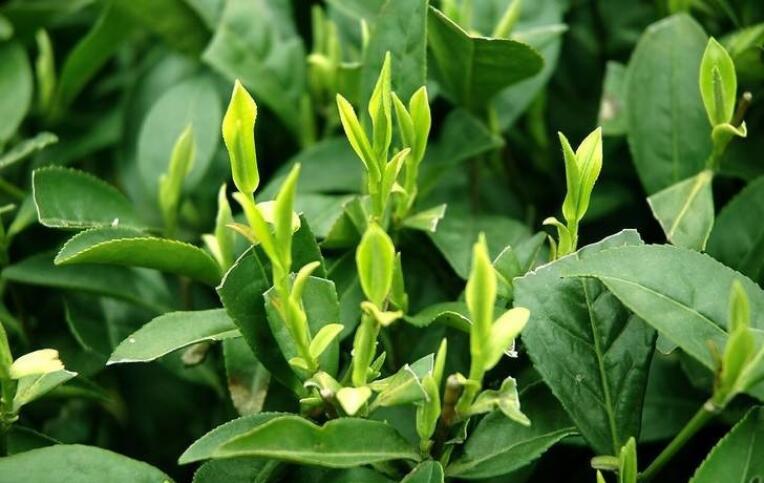 龙井适合什么季节喝 龙井适合什么季节喝