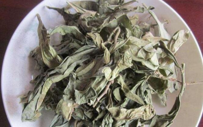 龙利叶的功效与作用及使用方法 龙利叶的功效与作用及使用方法