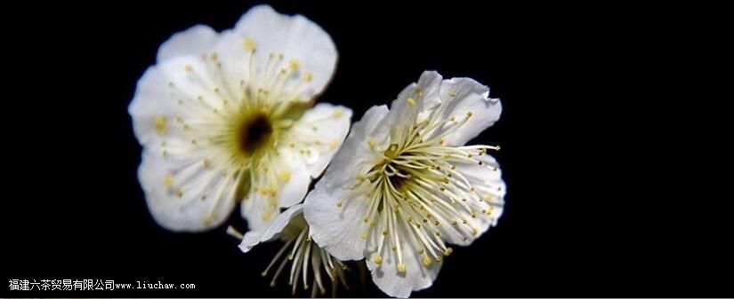 梅花茶的功效与作用 梅花茶的功效与作用