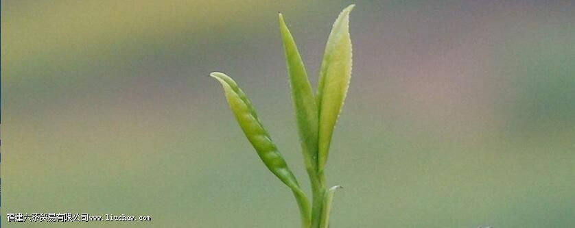 明前茶的好处 明前茶的好处