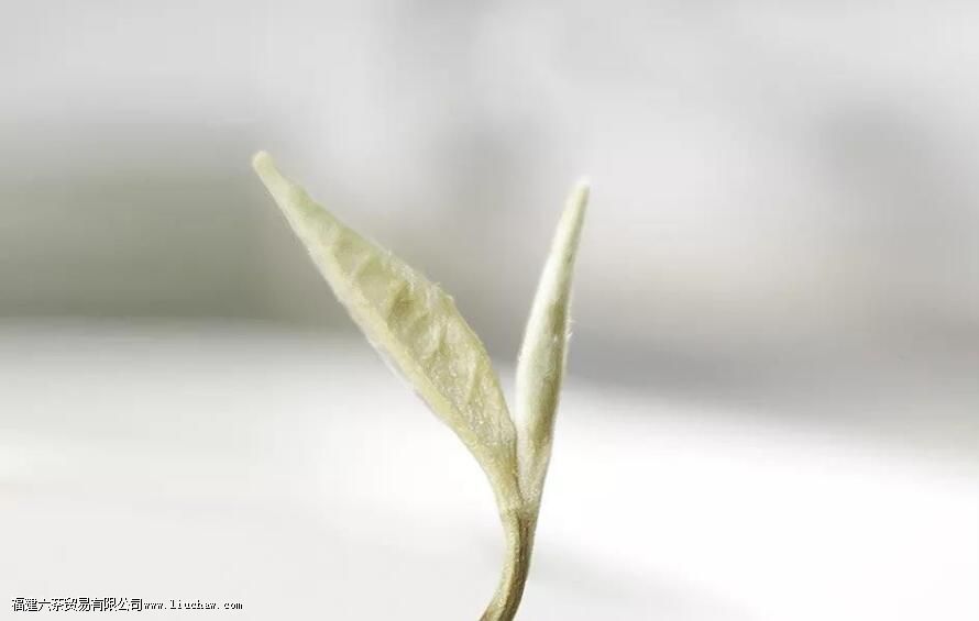 茉莉花茶能天天喝吗 茉莉花茶能天天喝吗