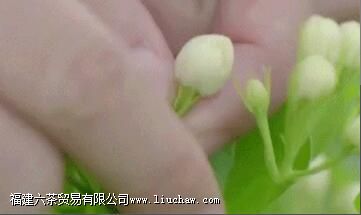 茉莉花茶能天天喝吗 茉莉花茶能天天喝吗