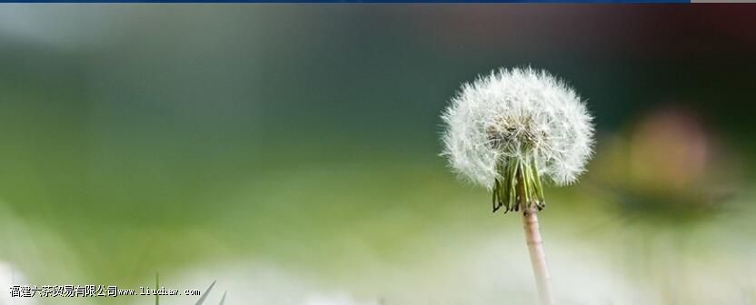 蒲公英陈皮茶的功效与作用 蒲公英陈皮茶的功效与作用
