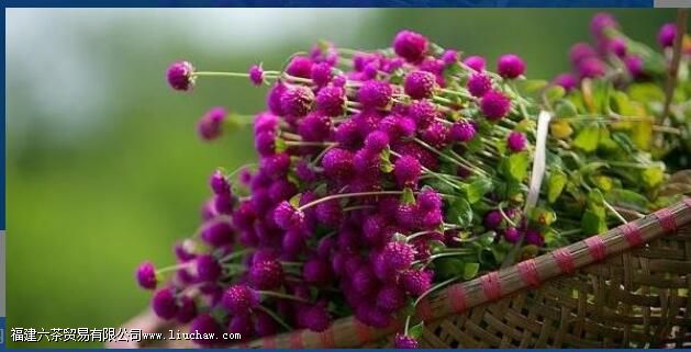 千日红花茶的功效与作用是什么? 千日红花茶的功效与作用是什么?