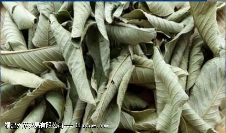 石榴叶的功效与作用 石榴叶的功效与作用