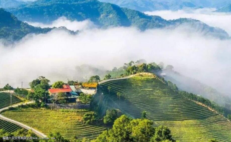 台湾高山茶的功效与作用 台湾高山茶的功效与作用