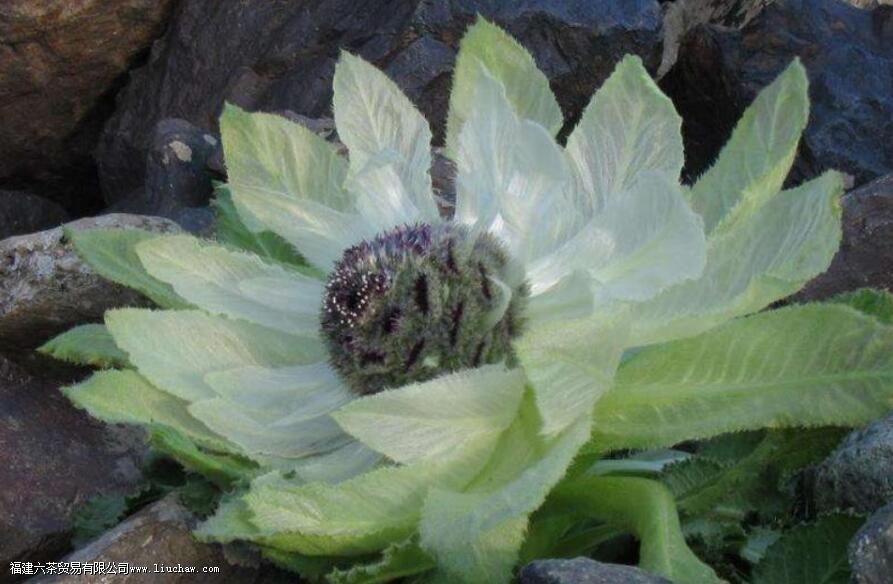 ��ɽѩ������Ĺ�Ч�����ü�����