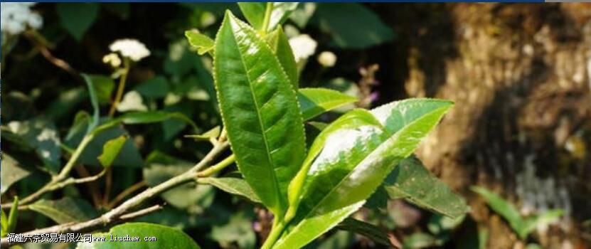 为什么喝茶能提高人体免疫力 为什么喝茶能提高人体免疫力