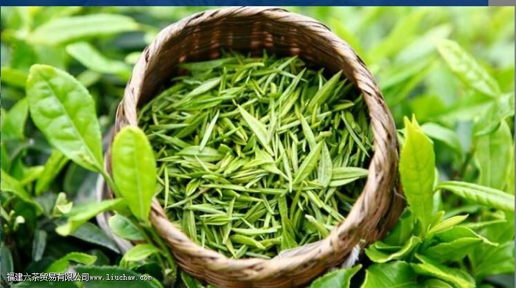 沩山毛尖茶的功效与作用 沩山毛尖茶的功效与作用