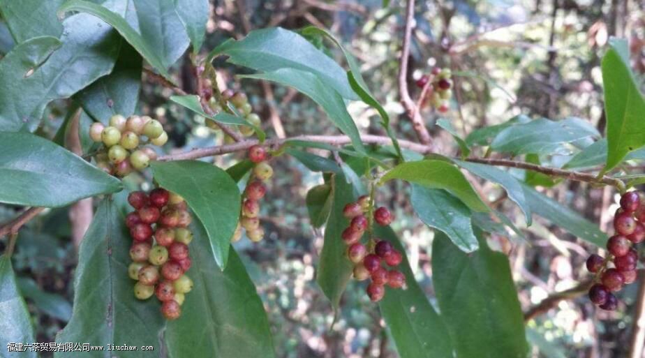 ���²�Ĺ�Ч�����ü�����