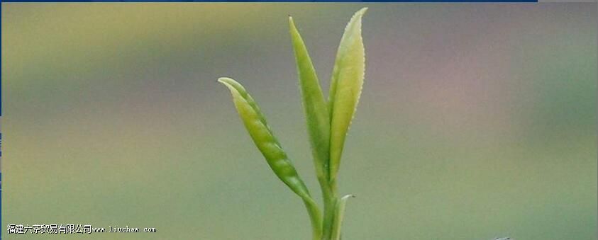 雪水云绿茶功效与作用 雪水云绿茶功效与作用