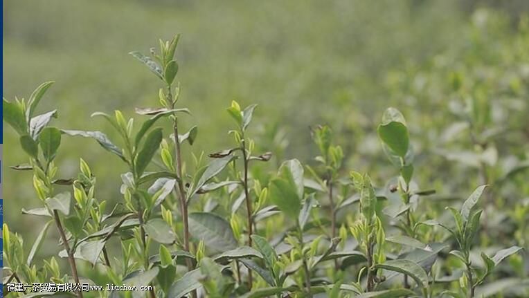 雪水云绿茶功效与作用 雪水云绿茶功效与作用